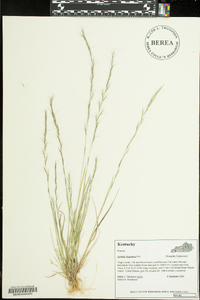 Aristida longespica image