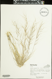 Aristida oligantha image