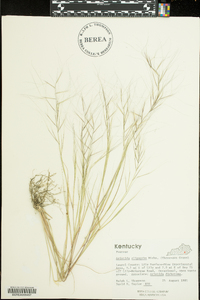 Aristida oligantha image