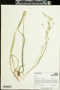 Bromus commutatus image