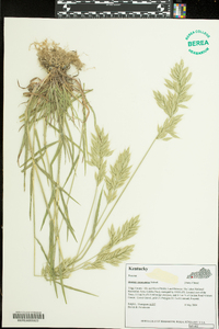 Bromus commutatus image