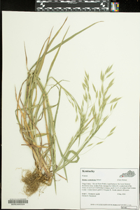 Bromus commutatus image