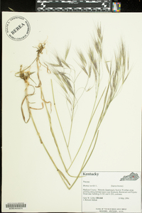 Bromus sterilis image