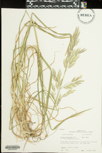 Bromus catharticus image