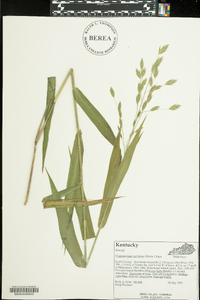 Chasmanthium latifolium image