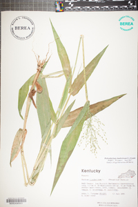 Panicum clandestinum image