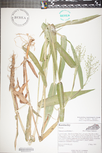 Panicum clandestinum image