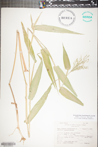 Panicum clandestinum image