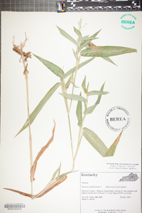 Panicum clandestinum image