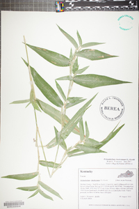 Panicum clandestinum image