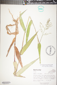 Panicum clandestinum image