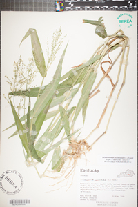 Panicum clandestinum image