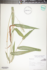 Dichanthelium scoparium image