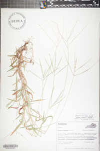 Digitaria ciliaris image