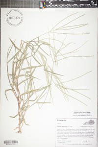 Digitaria ciliaris image