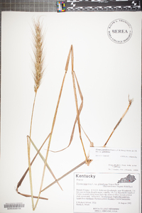 Elymus glabriflorus image