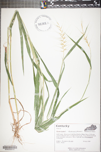 Elymus hystrix image