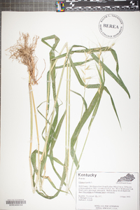 Elymus hystrix image