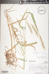 Elymus macgregorii image