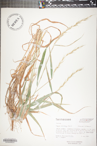 Elymus svensonii image