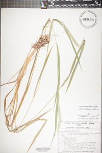 Elymus villosus image