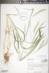 Elymus villosus image