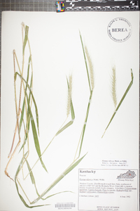 Elymus villosus image