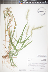 Elymus villosus image