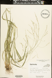 Festuca subverticillata image