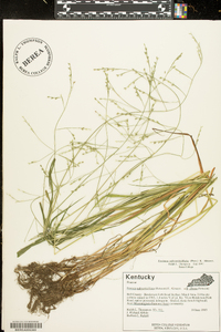 Festuca subverticillata image