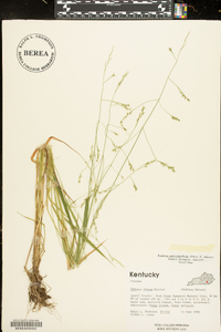 Festuca subverticillata image