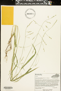 Festuca subverticillata image