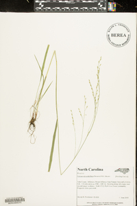 Festuca subverticillata image