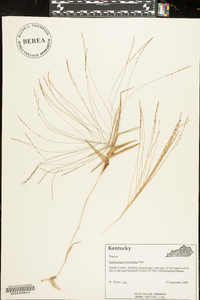 Gymnopogon brevifolius image