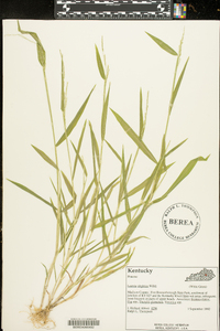 Leersia virginica image