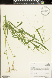 Leersia virginica image