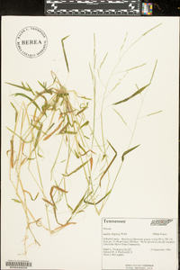 Leersia virginica image