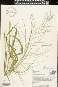 Leptochloa panicea subsp. brachiata image