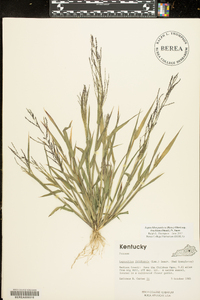 Leptochloa panicea subsp. brachiata image