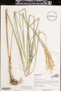 Miscanthus sinensis image