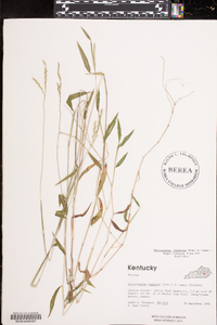 Microstegium vimineum image