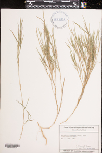 Muhlenbergia frondosa image