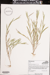 Muhlenbergia frondosa image