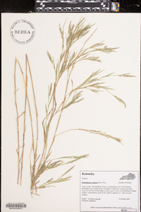 Muhlenbergia frondosa image