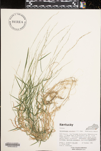 Muhlenbergia schreberi image