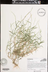 Muhlenbergia schreberi image