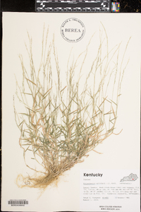 Muhlenbergia schreberi image