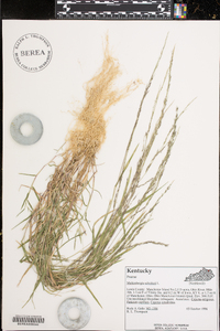 Muhlenbergia schreberi image