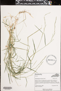 Muhlenbergia schreberi image