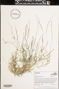 Muhlenbergia schreberi image